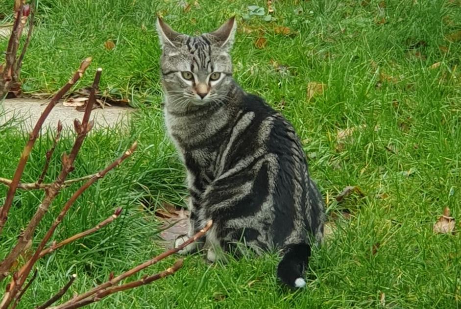 Alerte Disparition Chat  Mâle , 1 ans Villeneuve Suisse