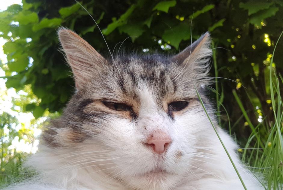 Alerte Disparition Chat  Mâle , 12 ans Orléans France