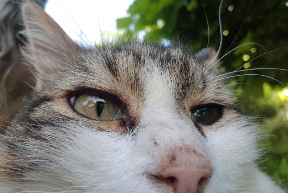 Alerte Disparition Chat  Mâle , 11 ans Orléans France