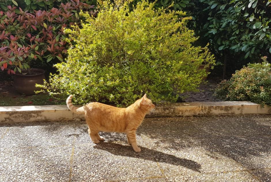 Alerte Disparition Chat Mâle , 2 ans Dardilly France