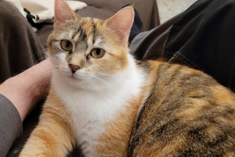 Alerte Disparition Chat  Femelle , 1 ans Saverdun France