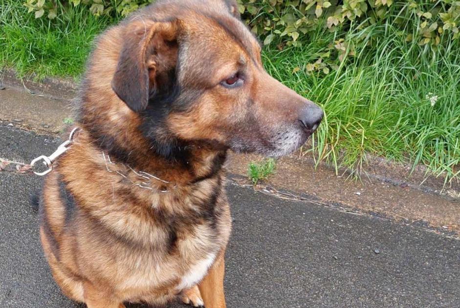 Alerte Disparition Chien croisement Mâle , 6 ans Arlon Belgique