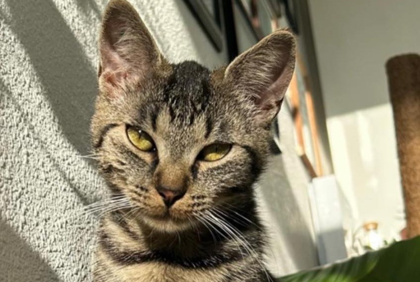 Alerte Disparition Chat  Femelle , 2 ans Chécy France