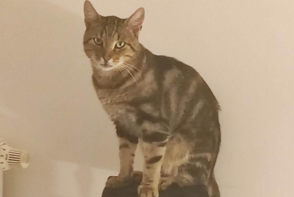 Alerte Disparition Chat Mâle , 3 ans Bully-les-Mines France