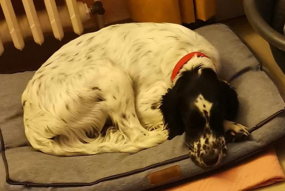 Alerte Disparition Chien  Mâle , 5 ans Pauilhac France