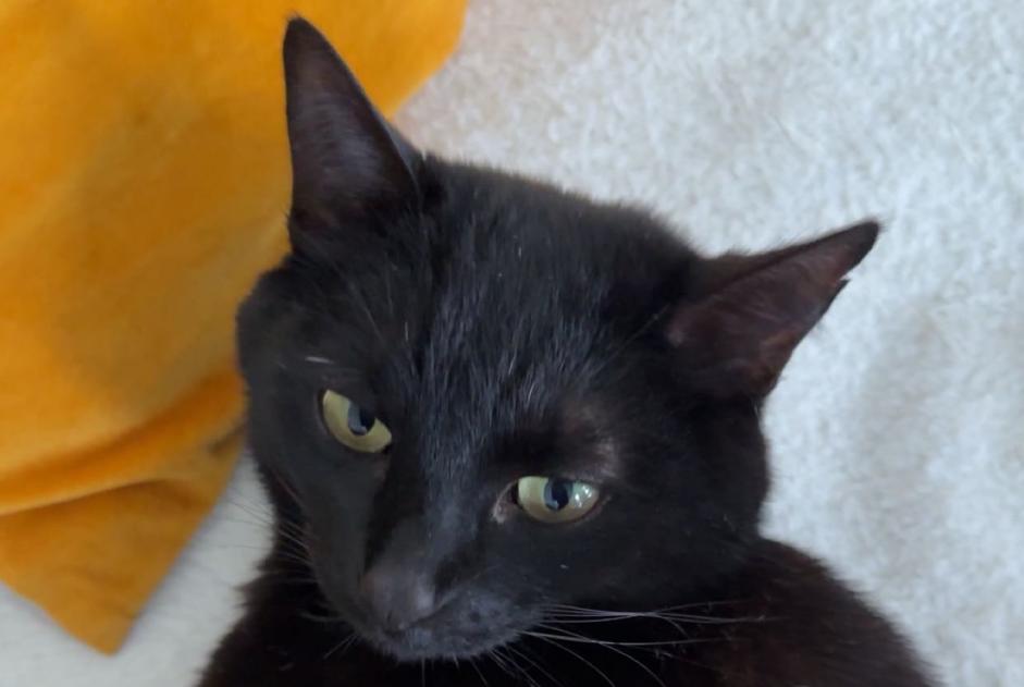 Alerte Disparition Chat Mâle , 8 ans Cappelle-en-Pévèle France