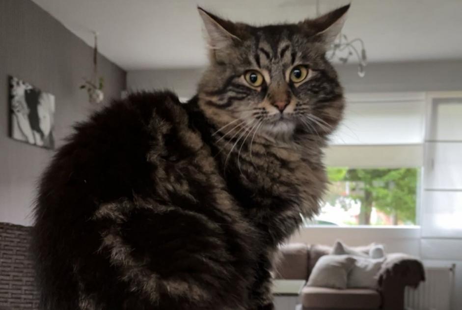 Alerte Disparition Chat croisement Femelle , 1 ans Grimbergen Belgique