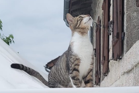 Alerte Disparition Chat croisement Mâle , 1 ans Saint-Sylvestre France