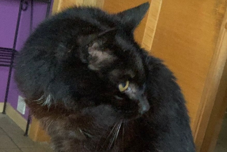 Alerte Disparition Chat croisement Mâle , 16 ans Liège Belgique