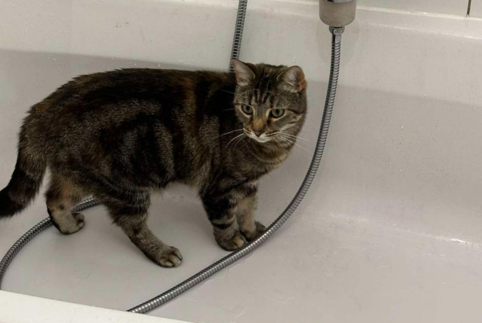 Alerte Disparition Chat Femelle , 4 ans Gembloux Belgique