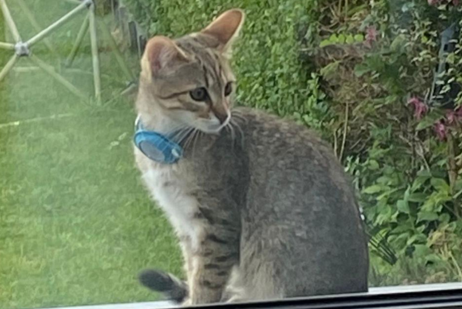 Alerte Disparition Chat Femelle , 0 ans Bruxelles Belgique