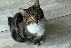 Alerte Disparition Chat Mâle , 8 ans Cesseville France