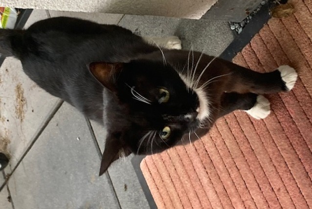 Alerte Découverte Chat Mâle Vully-les-Lacs Suisse