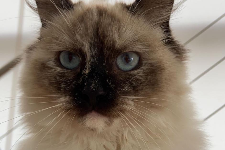 Alerte Disparition Chat  Femelle , 3 ans Delémont Suisse