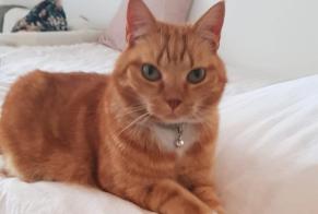 Alerte Disparition Chat Femelle , 7 ans Uccle Belgique