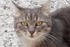 Alerte Découverte Chat Femelle Moudon Suisse