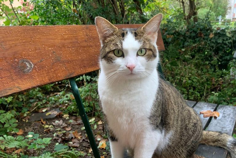 Alerte Disparition Chat croisement Mâle , 7 ans Bern Suisse