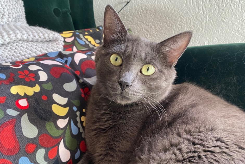 Alerte Disparition Chat Mâle , 2 ans Orbe Suisse