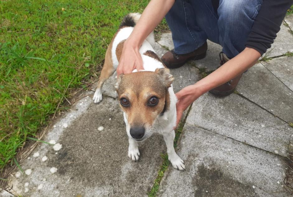 Alerte Découverte Chien croisement Mâle Saint-André-de-Seignanx France