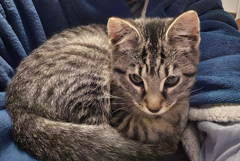 Alerte Disparition Chat Mâle , 0 ans Somme-Leuze Belgique