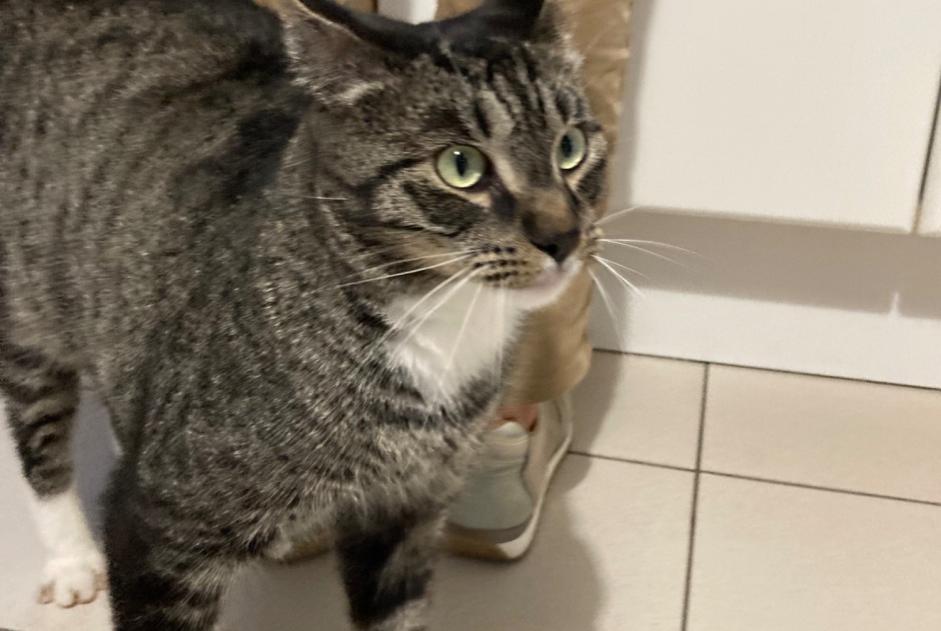 Alerte Disparition Chat  Mâle , 3 ans Beloeil Belgique