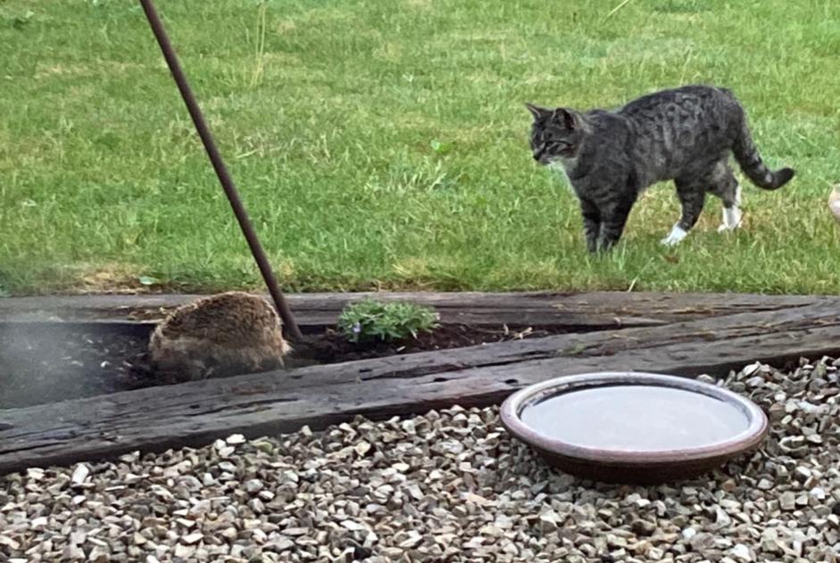 Alerte Disparition Chat  Mâle , 3 ans Beloeil Belgique