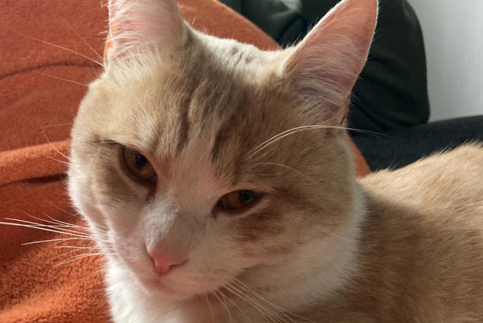 Alerte Disparition Chat Mâle , 1 ans Troistorrents Suisse