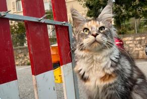 Alerte Découverte Chat  Inconnu Neuchâtel Suisse