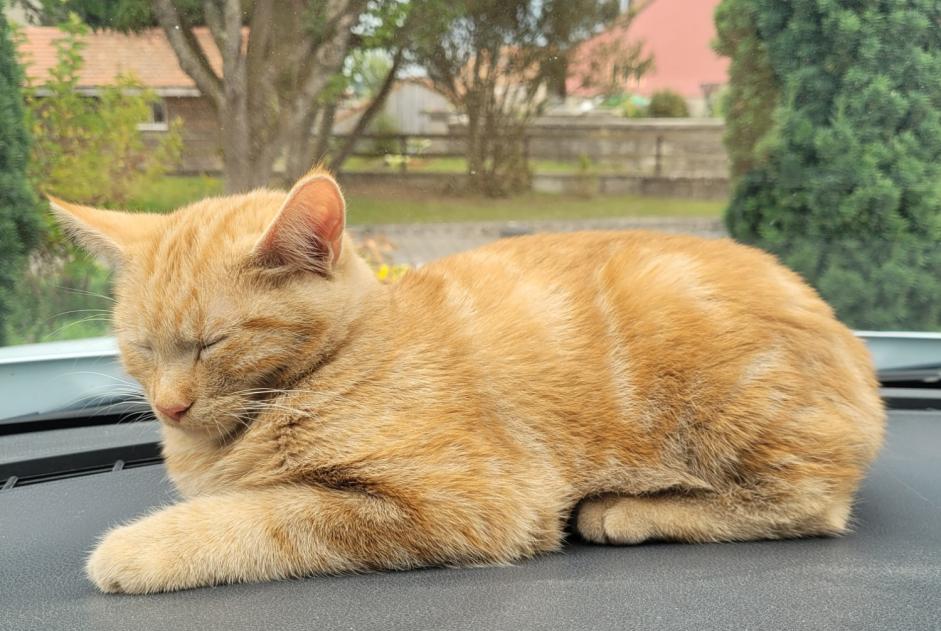 Alerte Découverte Chat Mâle Gibloux Suisse