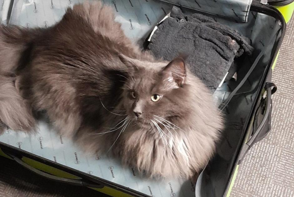 Alerte Disparition Chat  Mâle , 3 ans Vorselaar Belgique