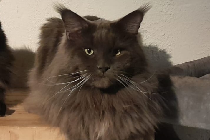 Alerte Disparition Chat  Mâle , 3 ans Vorselaar Belgique