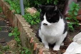 Alerte Disparition Chat Mâle , 8 ans Urbanya France