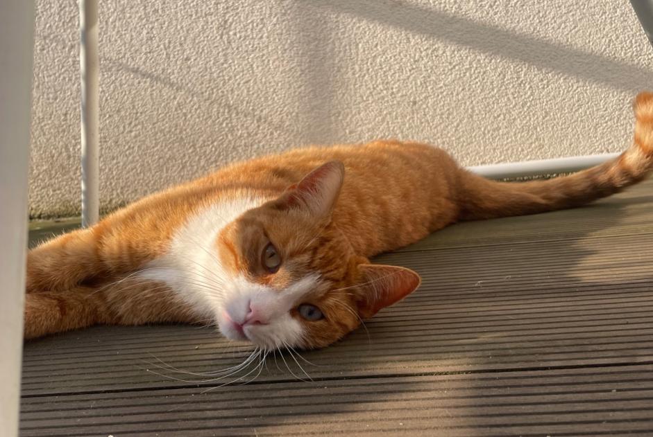 Alerte Disparition Chat croisement Mâle , 4 ans Grimbergen Belgique