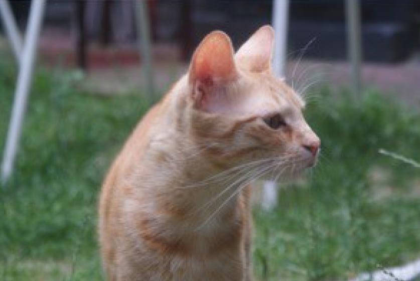 Alerte Disparition Chat Mâle , 3 ans Lille France