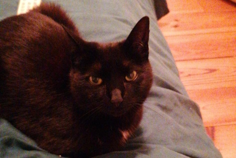 Alerte Disparition Chat Femelle , 7 ans Wavre Belgique