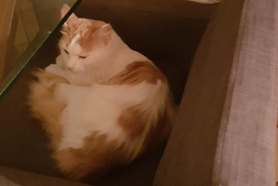 Alerte Disparition Chat croisement Mâle , 7 ans Villaz Suisse