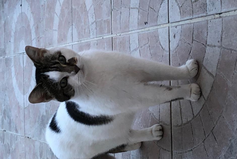 Alerte Découverte Chat  Mâle Saint-Quentin France