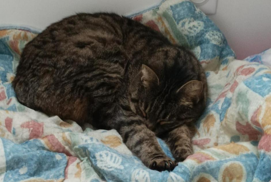 Alerte Disparition Chat Femelle , 7 ans Huisseau-sur-Cosson France