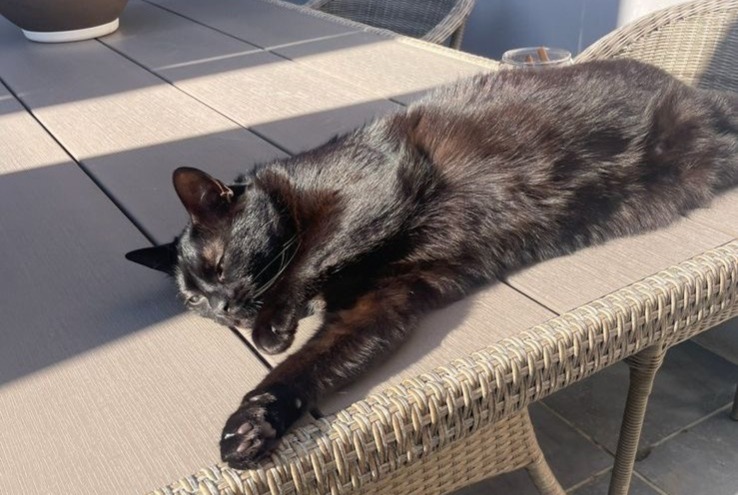 Alerte Disparition Chat Mâle , 5 ans Wezembeek-Oppem Belgique