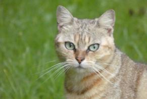 Alerte Disparition Chat  Femelle , 2 ans Ceton France