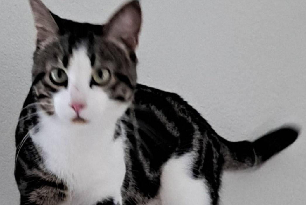 Alerte Disparition Chat Mâle , 2024 ans Orbe Suisse