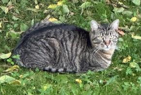 Alerte Disparition Chat Mâle , 3 ans Givisiez Suisse