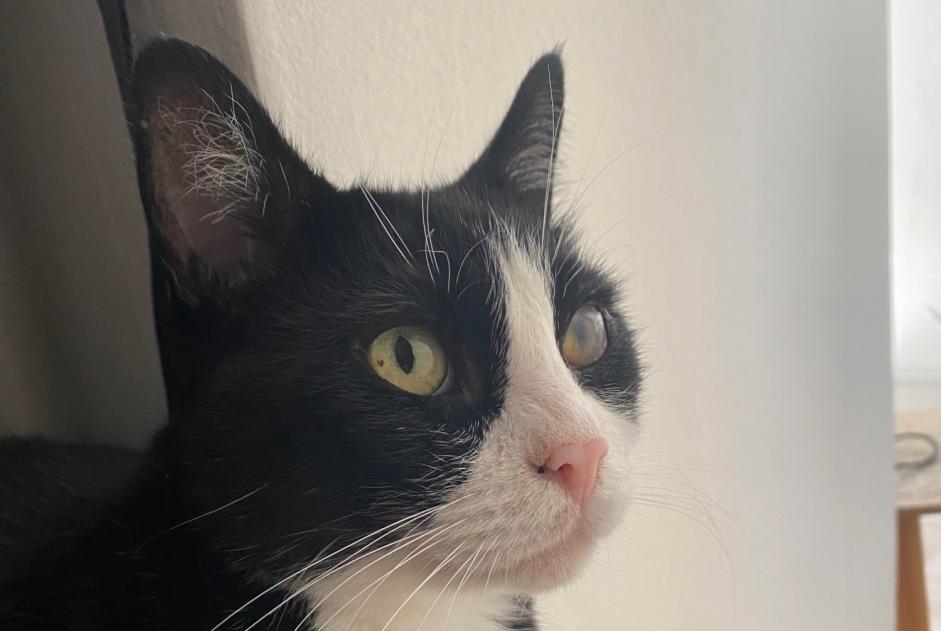 Alerte Disparition Chat Mâle , 7 ans Sion Suisse