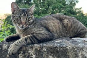 Alerte Disparition Chat Mâle , 1 ans St Blaise Suisse