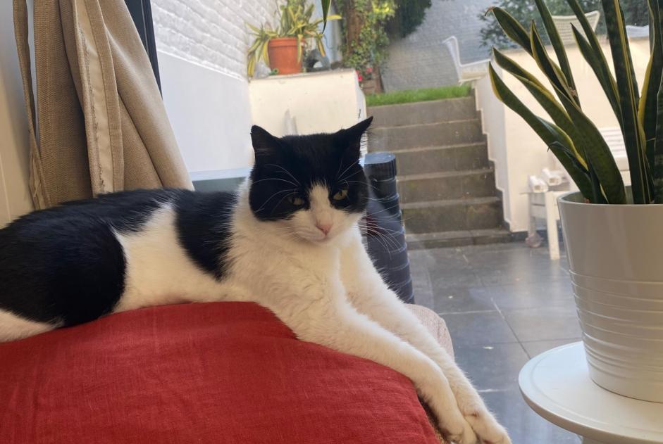 Alerte Disparition Chat croisement Femelle , 5 ans Saint-Gilles Belgique