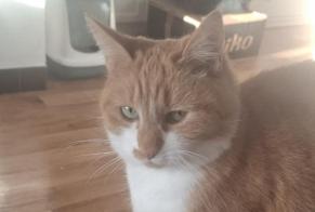 Alerte Disparition Chat Femelle , 4 ans Esneux Belgique