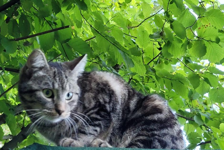 Alerte Disparition Chat croisement Mâle , 1 ans Ottignies-Louvain-la-Neuve Belgique