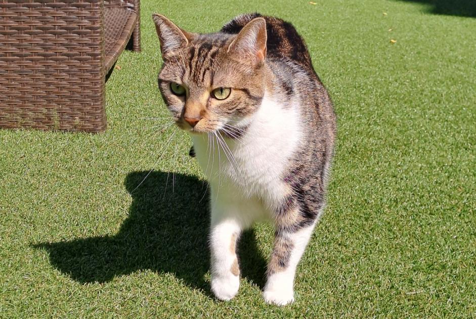 Alerte Disparition Chat croisement Femelle , 3 ans Woluwe-Saint-Pierre Belgique