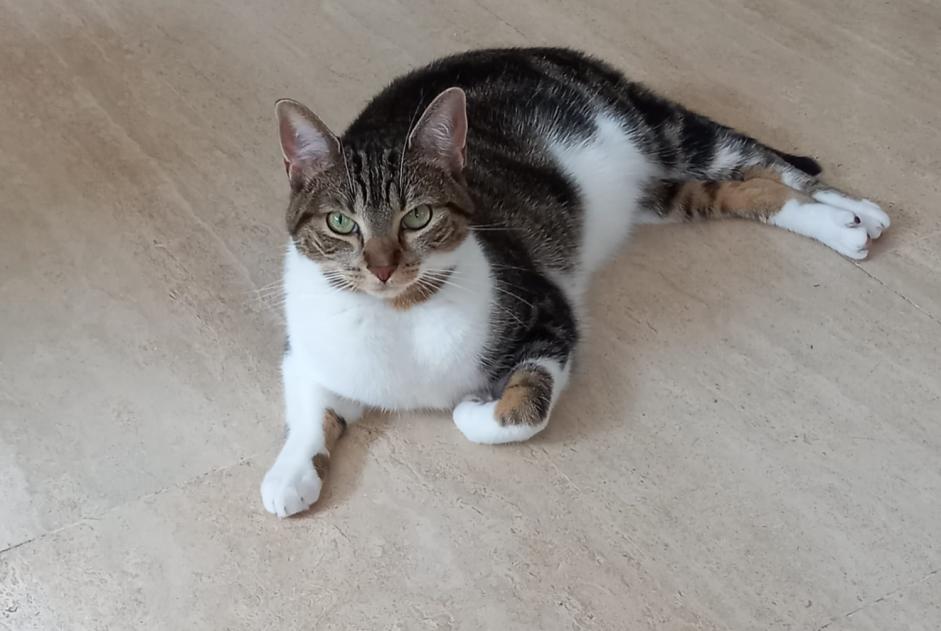 Alerte Disparition Chat croisement Femelle , 3 ans Woluwe-Saint-Pierre Belgique