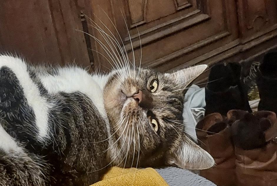 Alerte Disparition Chat Mâle , 2 ans Amay Belgique